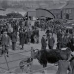 5-MULLION-farmers-at-Helston-Market.