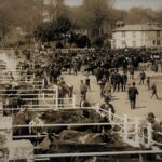 6-MULLION-farmers-at-Helston-Market